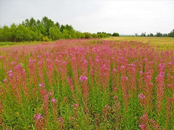 Луга с кипреем